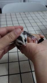 Sugar Glider Mixed (Classic & W/Face) - Male x1