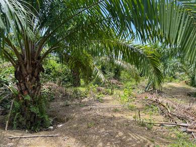 Agricultural Land in Kuala Kangsar, PRK