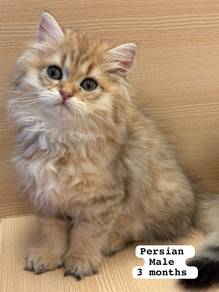 British Long Hair Golden Untuk Dijual !!