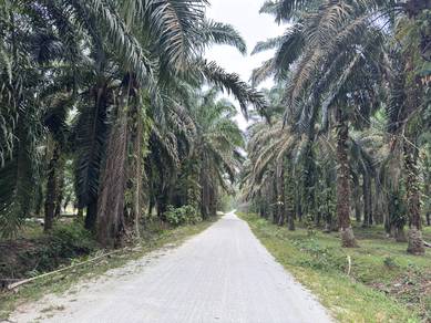 Agricultural Land in Langkap, PRK
