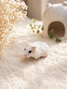 Winter White Hamster🐹
