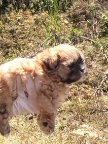little puppy shichii for sale