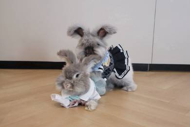 English angora rabbit