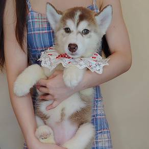Husky