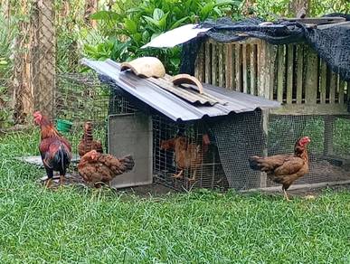 ayam kg utk dijual