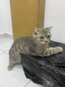 Scottish Fold Kitten