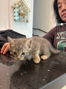 1 month old cat