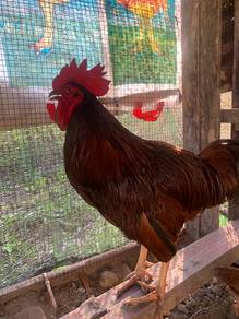 Ayam jantan Rhode Island Red
