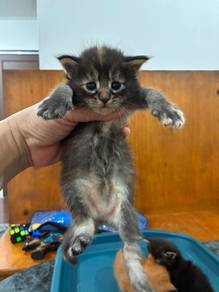 Mainecoon