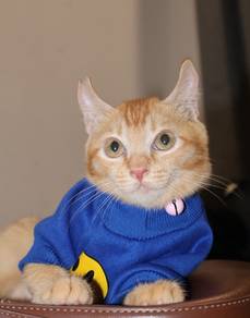 Kitten