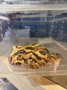 Pacman Frog