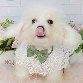 Bichon frise