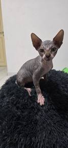 sphynx