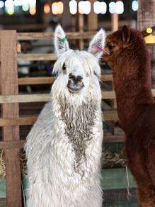 White Alpaca