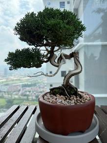 Kishu Shimpaku Juniper