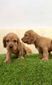 Cocker spaniel english
