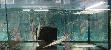 [Best buy] Aligator gar 