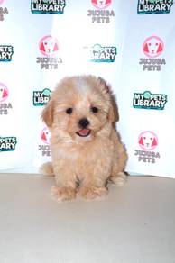 w18 Snuggly Maltipoo Puppy