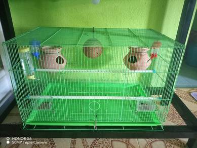 sugar glider 