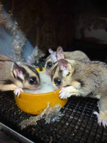 Jantan matang sugar glider x jinak