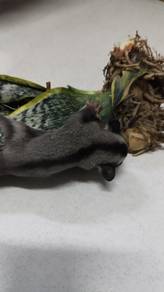 baby sugar glider jantan