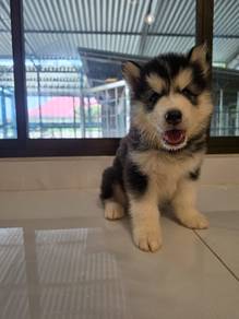 husky puppy 