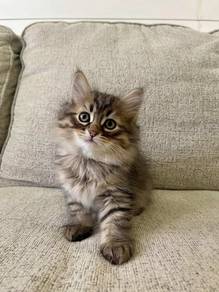 Persian Mainecoon Kitten