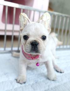 FRENCH BULLDOG PUPPIES 🌻S154 Charming Boy~Girl