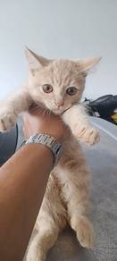 Kucing British Shorthair