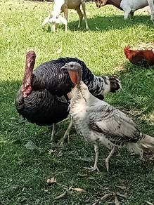 Ayam piru