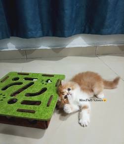 Kitten persian