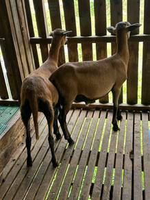kambing biri-biri blackbelly
