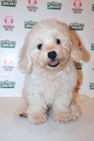 J0041 Maltichon White Fluffy Teddy Bear Puppy