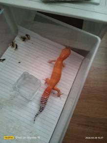2 sekali gecko