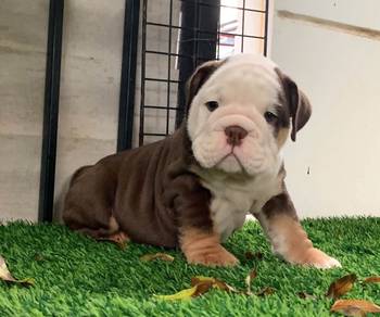 ENGLISH BULLDOG PUPPIES VIP08🐻 BullDog Available