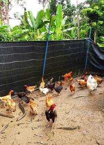 Ayam kg / ayam daging