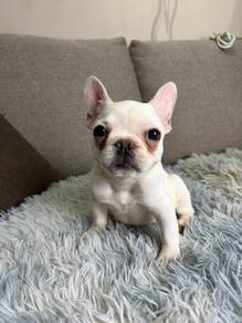 French bulldog puppy
