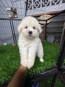 toy size pomapoo- m2