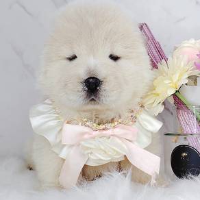 Chow Chow