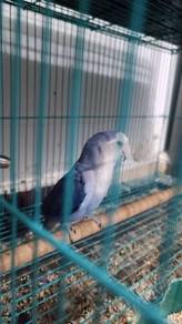 Love bird 
