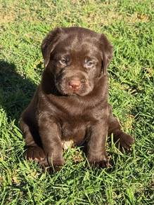 Labrador retriever f