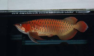 arowana chili red 15 inch 3a quality-wholesale