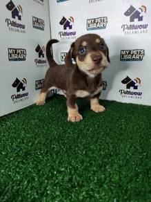 Chocolate and cream miniature dachshund