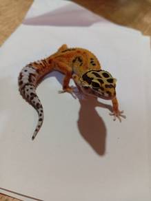 Leopard Gecko