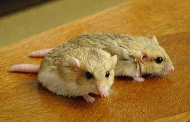 Fat-tailed gerbil