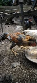 Ayam baik