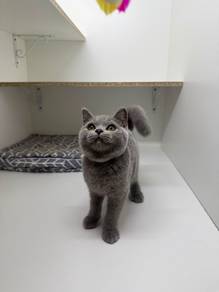 bsh kitten male