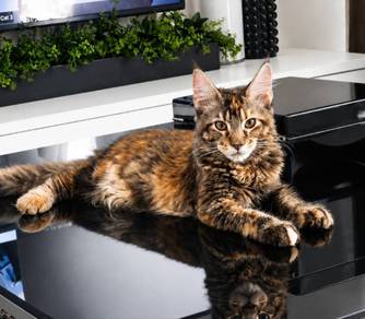D9 Maine Coon