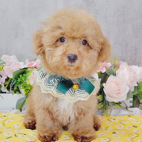 Poodle