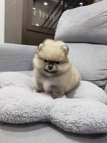 Mini Bear Face Pomeranian